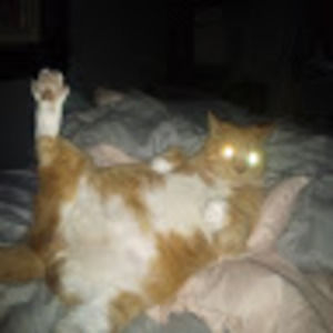 Meet your Posher, Tara